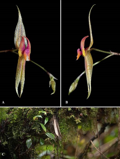 Lepanthes kokonuko J.S.Moreno & Pisso-Florez.