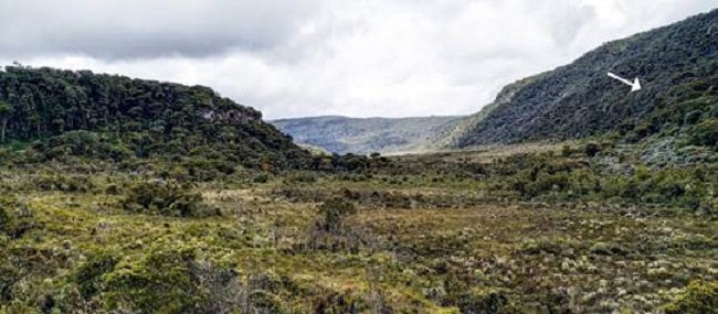 High Andean ecosystem where Lepanthes kokonuko J.S.Moreno & Pisso-Florez was found.