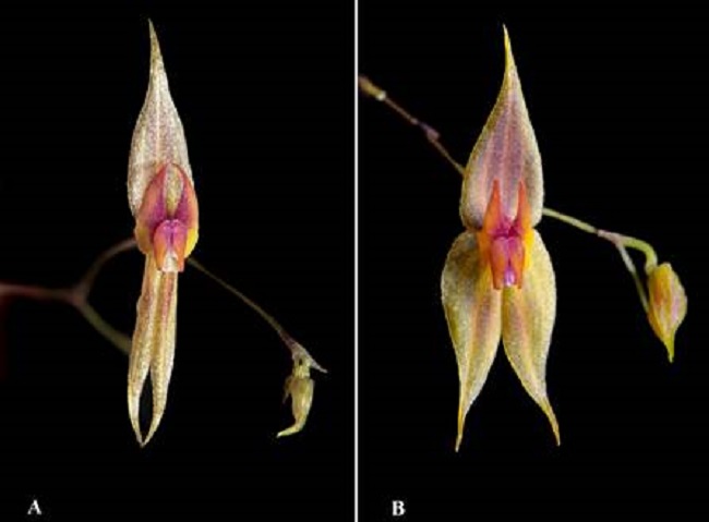 Comparison with the most similar species.