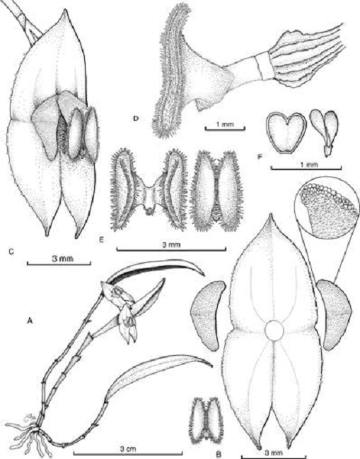 Lepanthes jucas J.S.Moreno & S.Vieira-Uribe.