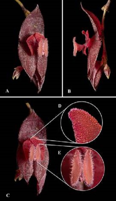 Lepanthes jucas J.S.Moreno & S.Vieira-Uribe.