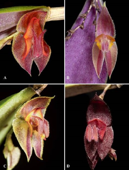 Comparison with the most similar species.