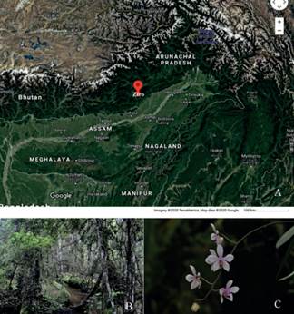 A. Distribution map of Phalaenopsis arunachalensis. B. Natural habitat of P. arunachalensis. C. Phalaenopsis arunachalensis in natural habitat showing close up of inflorescence.