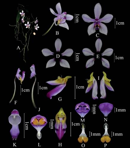 Phalaenopsis arunachalensis.