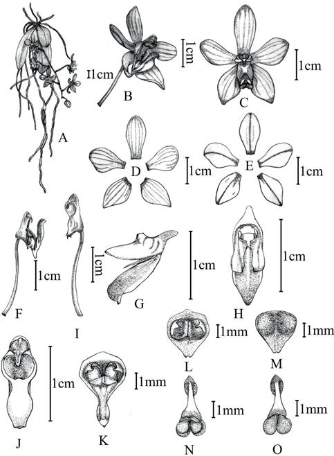 Phalaenopsis arunachalensis.
