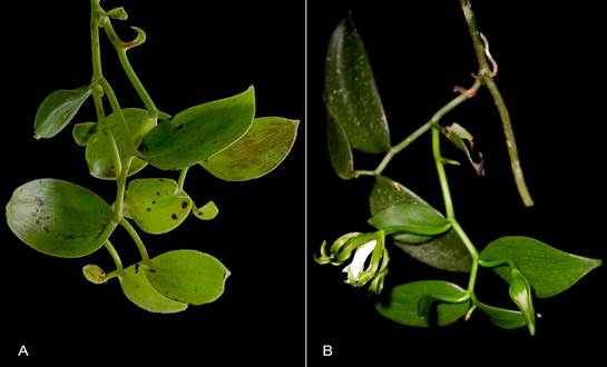 The racemose inflorescences of certain Vanilla species become branched over time. 