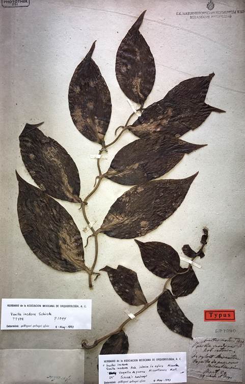 Lectotype of Vanilla inodora Schiede, Schiede s.n. (W-ESP70160). 