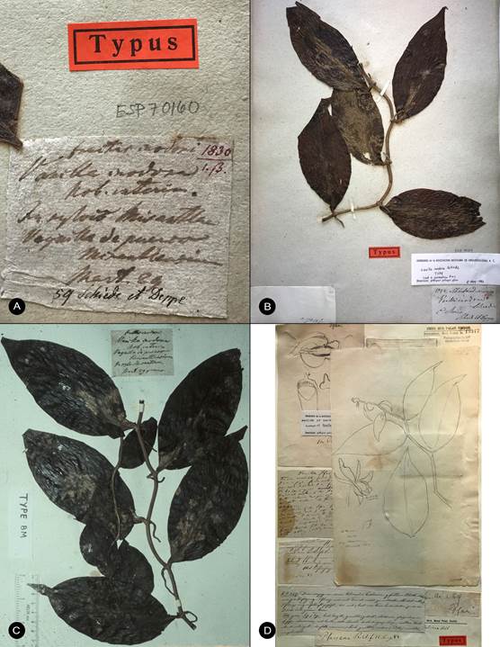 Type material of Vanilla inodora Schiede. 