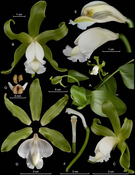 Lankester Composite Dissection Plate (LCDP) of Vanilla inodora. 