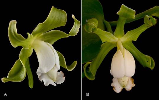 Flowers of Vanilla inodora. 