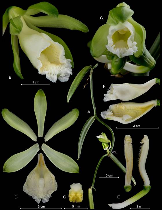 Lankester Composite Dissection Plate (LCDP) of Vanilla karen-christianae Karremans & P.Lehm. 