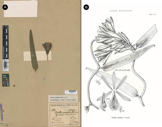 Vanilla karen-christianae as Vanilla uncinata Huber ex Hoehne, nom. nud. 