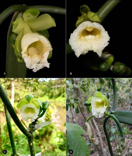 Vanilla karen-christianae flowering specimens from different localities across its distribution. 