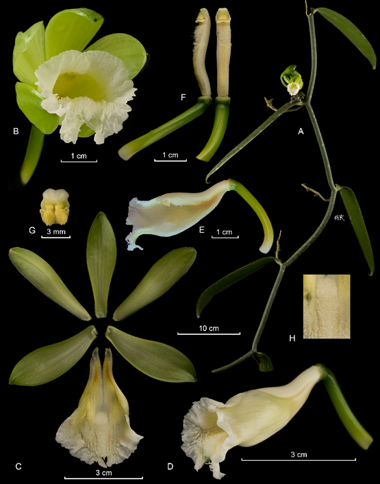 Lankester Composite Dissection Plate (LCDP) of Vanilla karen-christianae Karremans & P.Lehm. 