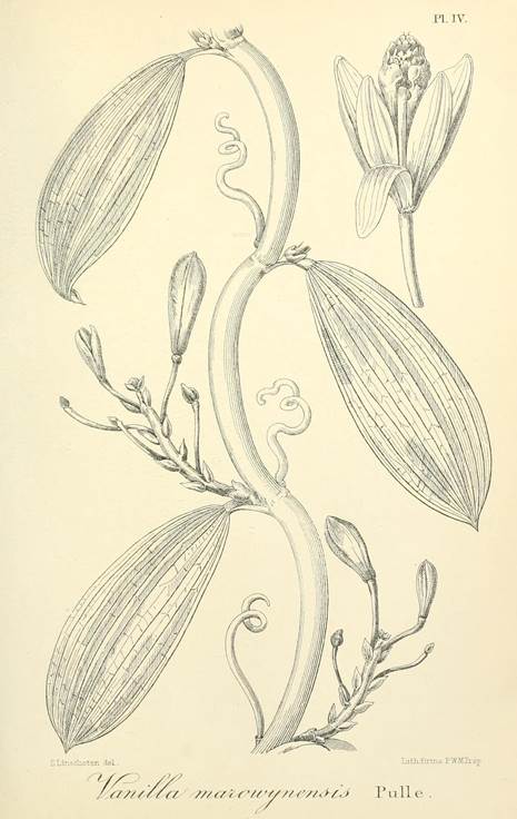 Vanilla marowynensis illustration based on Versteeg 623, reproduced by Pulle in Enum. Vasc. Pl. Surinam (1906), selected here as lectotype.