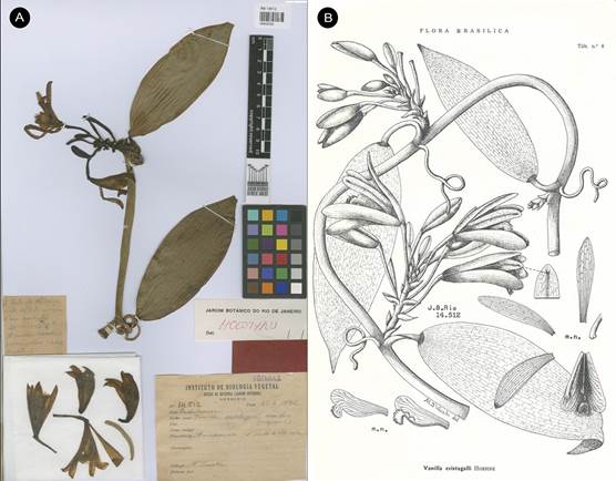 Vanilla marowynensis. 