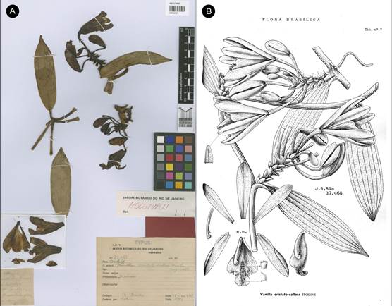 Vanilla marowynensis as V. cristato-callosa Hoehne. 