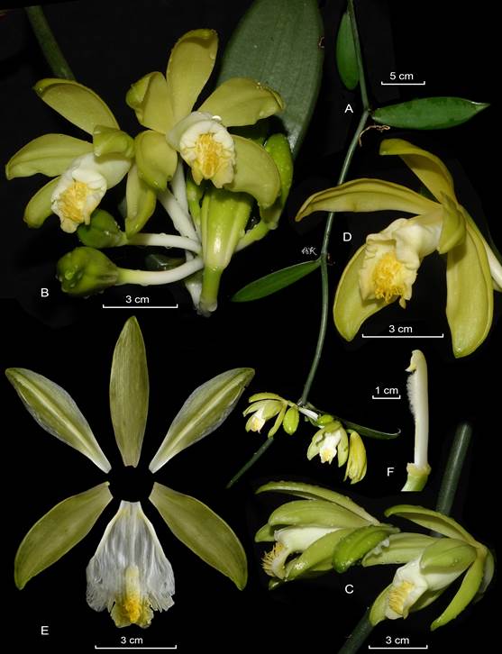Lankester Composite Dissection Plate (LCDP) of Vanilla marowynensis Pulle. 