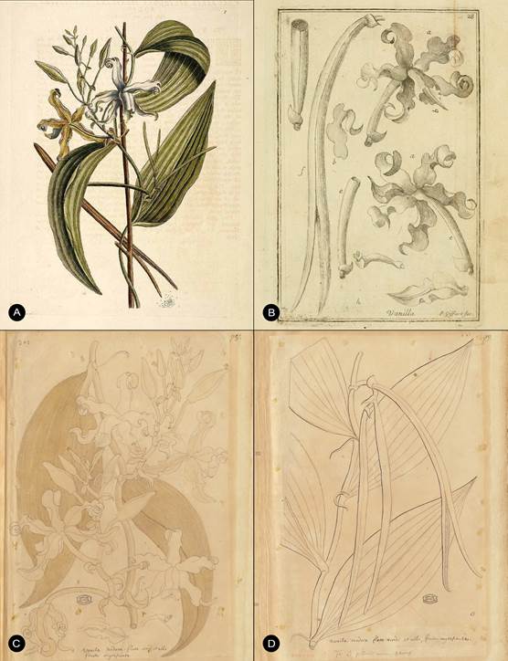 Vanilla mexicana Mill. type illustrations. 