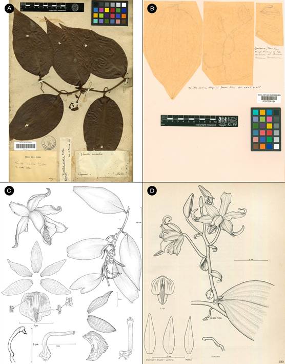 Vanilla mexicana specimens and illustrations. 