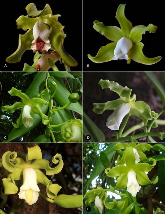 Vanilla mexicana flowering specimens from different localities across its distribution. 