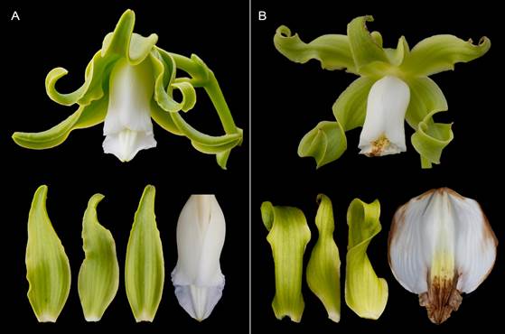 Vanilla mexicana showing the morphological transition of flowers within a single inflorescence. 