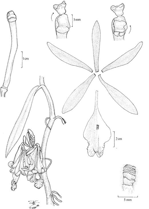 Vanilla columbiana. Illustration of Devia 815, the neotype of V. calyculata Schltr. selected by Soto Arenas & Dressler (2010) and published therein.