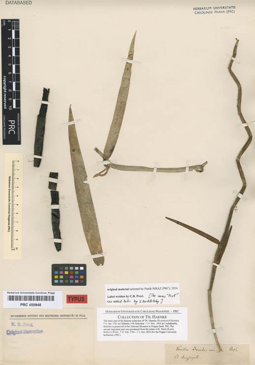 Lectotype of Vanilla odorata C.Presl based on Haenke s.n. from Guayaquil (PRC-450948) courtesy of the Charles University in Prague.