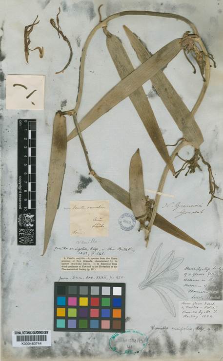 Lectotype of Vanilla ensifolia Rolfe based on Hanbury, 1884 from Cauca (K-000463744), © copyright of the Board of Trustees of the Royal Botanic Gardens, Kew. 
