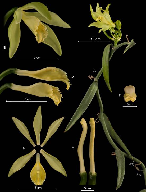 LCDP of Vanilla odorata. 