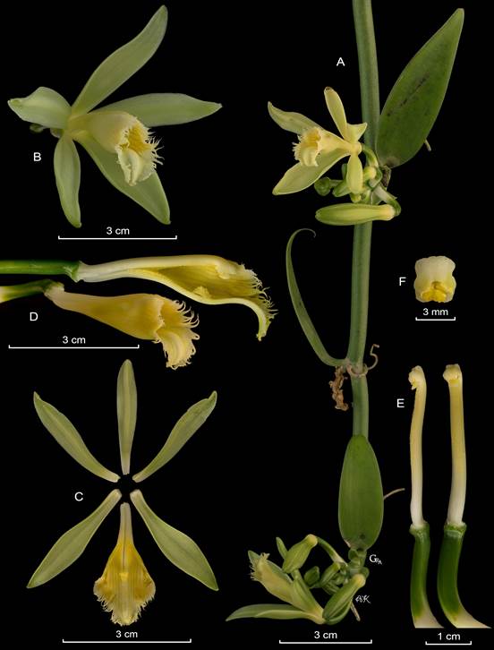 LCDP of Vanilla odorata. 