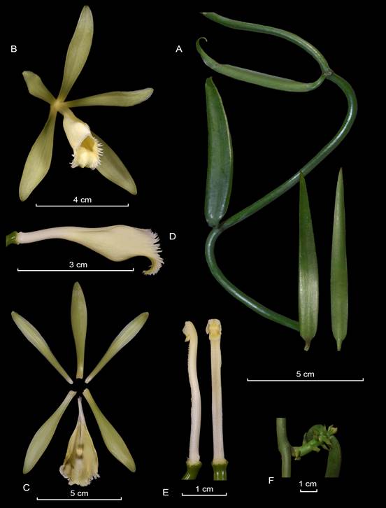 LCDP of Vanilla odorata. 