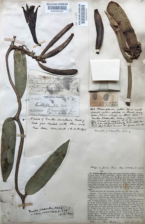 The type of Vanilla phaeantha Rchb.f. is a mixed collection based on Wright 3351. A handwritten note by Rolfe explains he has removed a piece of V. barbellata from the sheet K-000463762 at Kew. The specimen on the left is here selected as lectotype. 