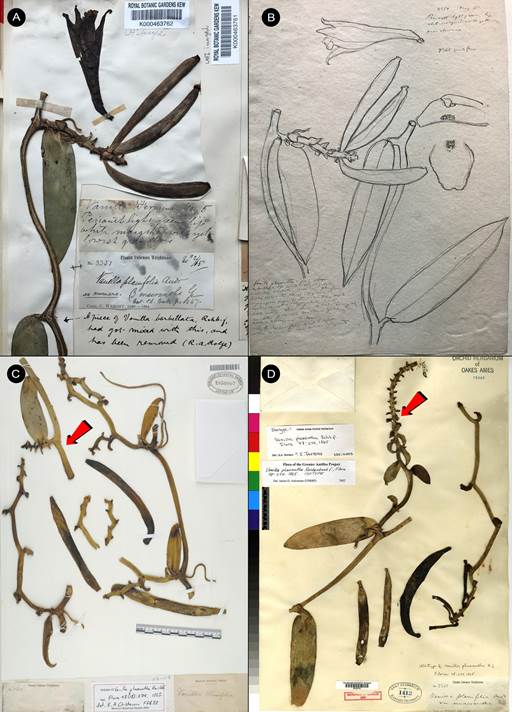 Type material of Vanilla phaeantha based on Wright 3351. 