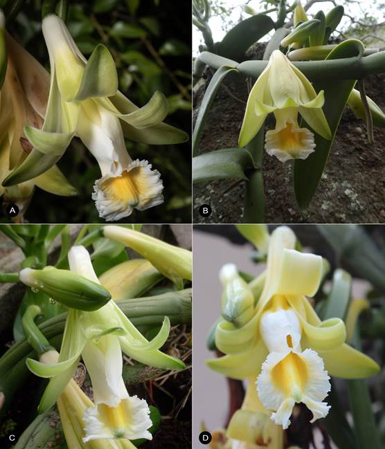 Vanilla columbiana flowering specimens from different localities across its distribution. 