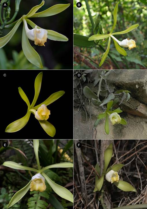 Vanilla phaeantha flowering specimens from different localities across its distribution. 