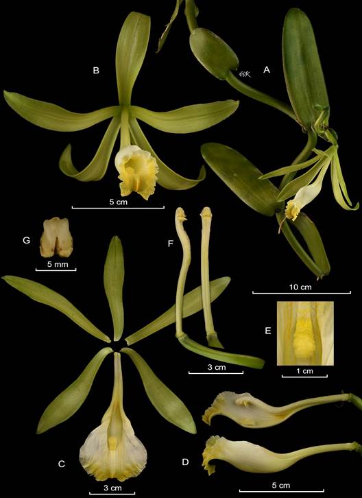 LCDP of Vanilla phaeantha. 