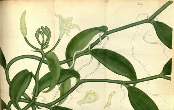 Vanilla planifolia Andrews plate 538 based on a specimen from Charles Greville, selected as lectotype by Garay & Sweet (1974).
