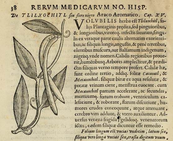 Araco aromaticus “Tlilxochitl seu flore nigro” [Tlilxochitl or black flower] in Rerum Medicarum Novae Hispaniae Thesaurus: 38 published in 1651 is one of the earliest illustrations of Vanilla planifolia.