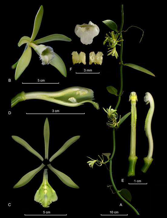 LCDP of Vanilla planifolia. 