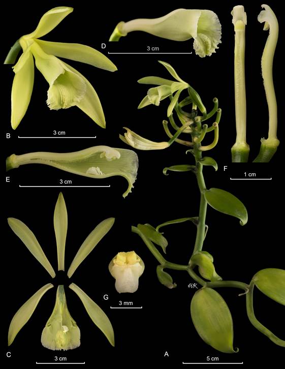 LCDP of Vanilla planifoila. 