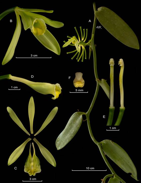 LCDP of Vanilla planifoila. 
