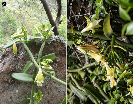 Vanilla columbiana growing in situ in Colombia. 