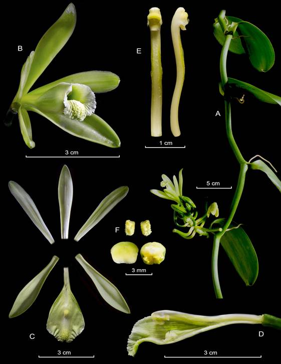 LCDP of Vanilla planifoila. 