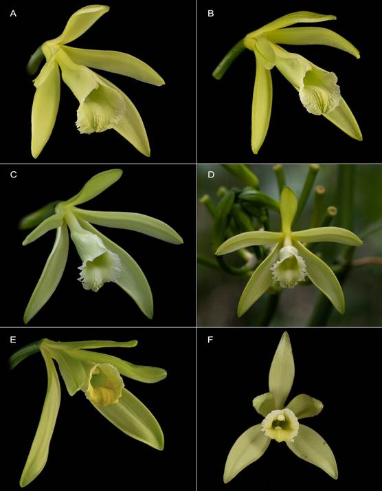 Vanilla planifolia different flowering specimens showing common morphological variations. 