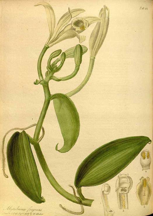 Vanilla planifolia, illustration based on a specimen from Charles Greville that accompanies the original description of Myrobroma fragrans.