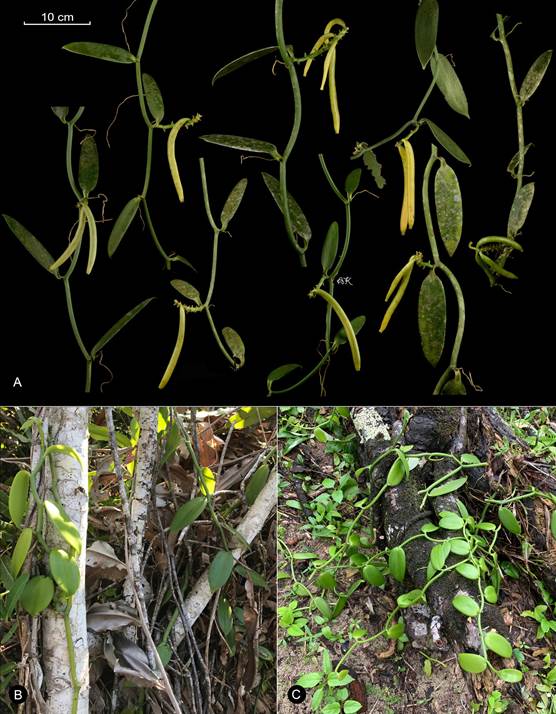 Vanilla planifolia wild plants. 