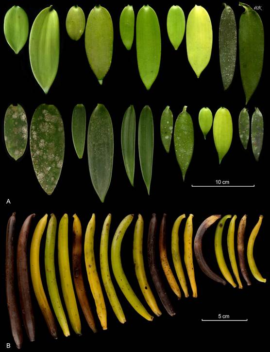 Variation within a single population of Vanilla planifolia at Cahuita National Park in Costa Rica. 