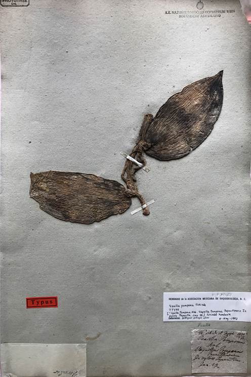 Vanilla pompona Schiede, lectotype based on Schiede s.n. from Mexico (W-ESP70151). 