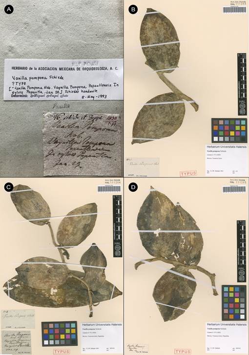 Vanilla pompona Schiede. 